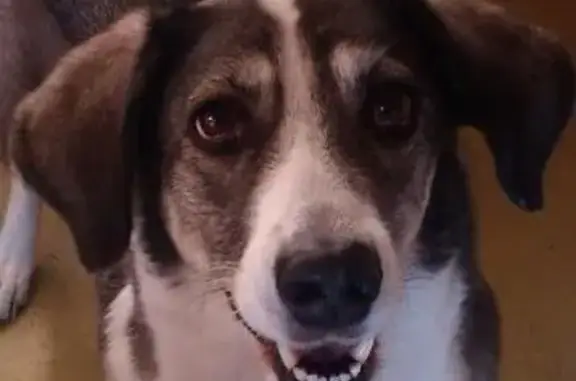 Пропала собака серо-белого окраса в Истринском районе