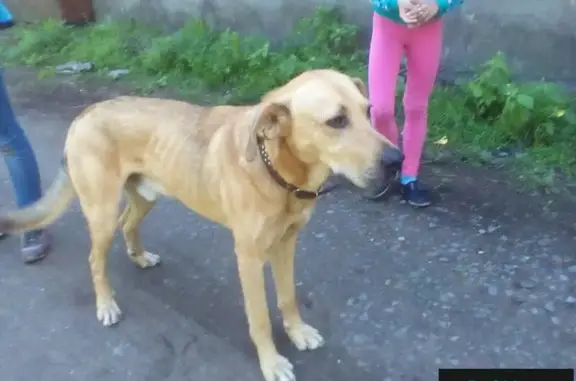 Собака найдена в поселке Форт Красная Горка, Ленинградская область