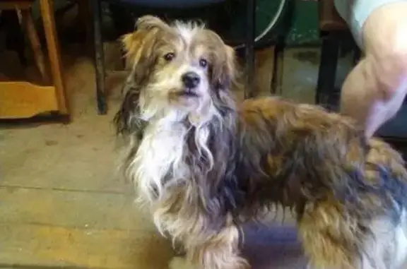 Найдена собака в д. Целеево - ищет новый дом в Деденево