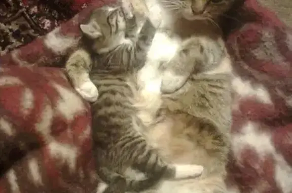 Кошки потеряшки, Максимовщина, фото: Потеряшка кошка Ксюша в с. Максимовщина (адрес и контакты)