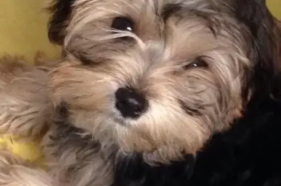 Собаки потеряшки, деревня Чеблоково, фото: Потеряшка собака Мила в д.Чеблоково, Московская область