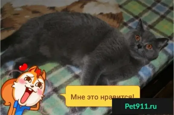Пропала кошка Пуша, Отрадный проезд, Москва