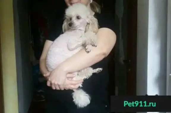 Пропала собака Дэни в Ленинском районе, Ростов-на-Дону