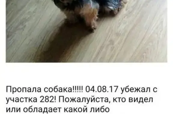 Пропала собака Тимоша в Литвинках, Тверь