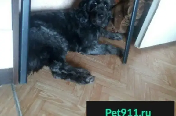 Пропала собака в Липецке, район Сокол-2, кличка Джеки, русский спаниель.