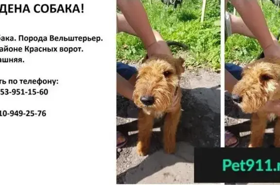 Найдена собака на озере Горелки в Архангельской области
