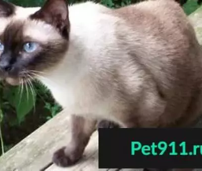 Найдена сиамская кошка на улице Гоголя, 17А
