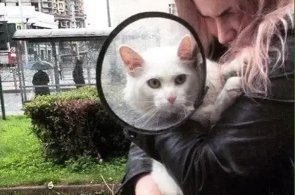 Найден котик на Просвещения 50, отнесен в клинику Ирбис