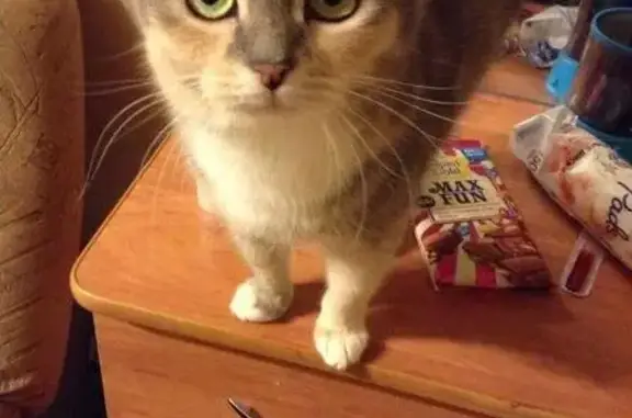 Кошки потеряшки, Калуга, фото: Потеряшка кошка в Турынино-3, Калуга