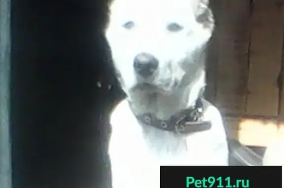 Пропала собака в Усть-Куте, Заречная 45, 2 августа.