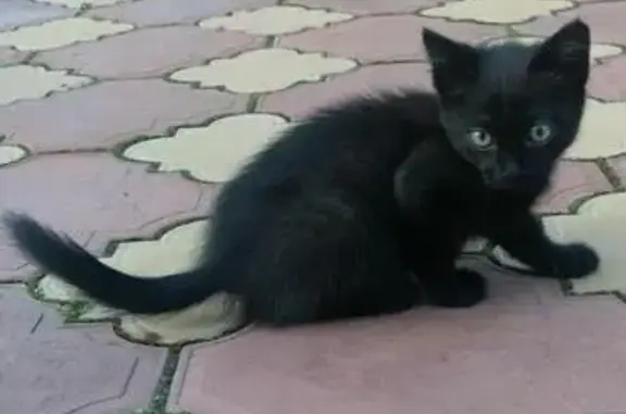 Найден ручной котенок на ул. Ясной, Екатеринбург