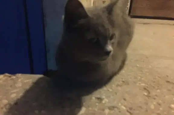 Найдена домашняя серая кошка в Виноградово