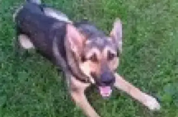 Найдена собака в Красном-на-Волге