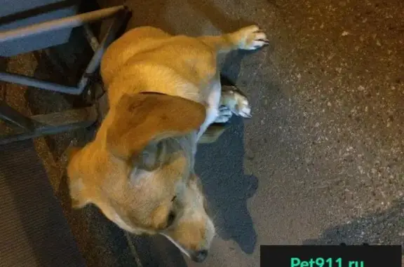 Собака найдена на остановке в районе Фрегата, Новокузнецк