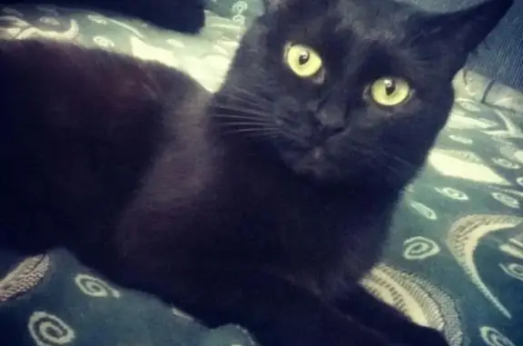 Пропала черная кошка Шери в Зябликово