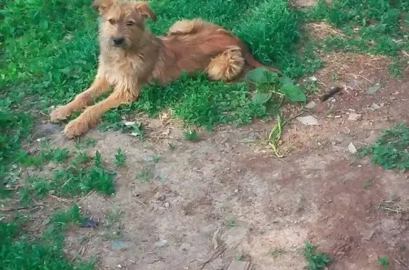 Собаки потеряшки, село Осыпной Бугор, фото: Потеряшка собака на Осыпном Бугоре