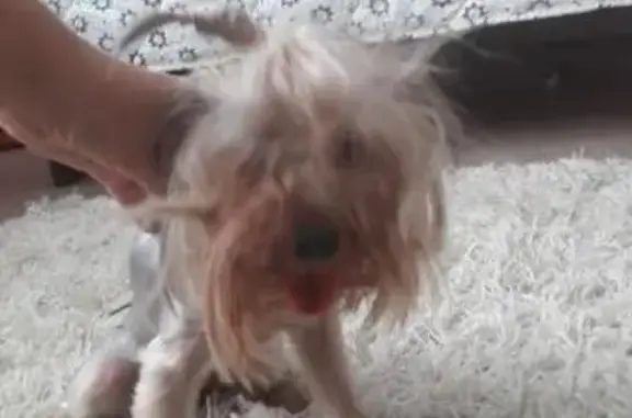 Найдена собака в Борисовке, Новороссийск
