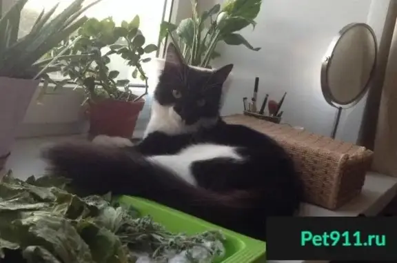 Кошки потеряшки, Высоково, фото: Потеряшка кошка в Высоково, Нижегородская область