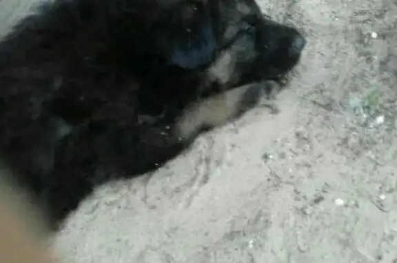 Пропал щенок Макс в Заводском районе Саратова