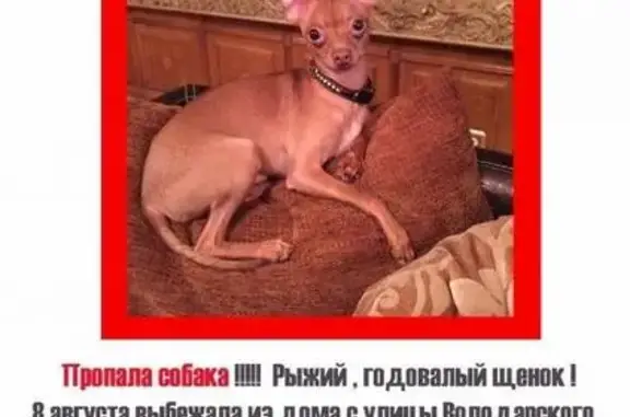 Пропала собака на ул. Володарского, Наро-Фоминск.