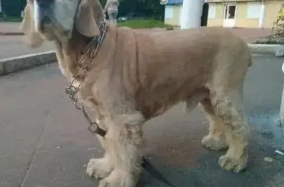 Пропала собака Феликс в Щелково и Королеве