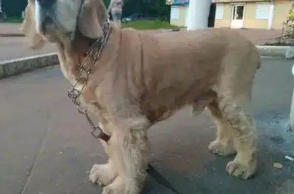 Пропала собака Феликс в Щёлково
