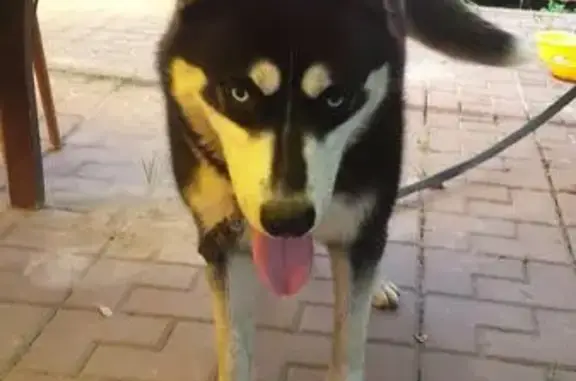 Собака найдена в Ленинском районе Московской области
