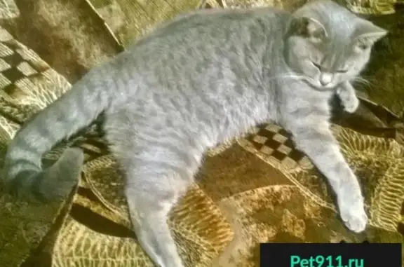 Пропала кошка на Заводской, Тульская 11, гарантировано вознаграждение