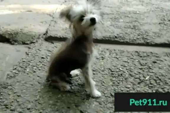 Найдена породистая собака в Краснодаре