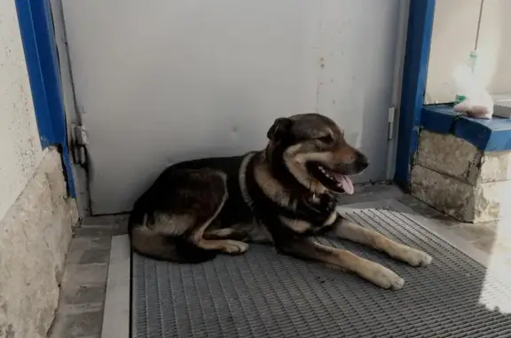 Найдена добродушная собака возле парадной №1 на пр. Королёва, 7