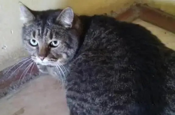 Найдена кошка на пр. Гагарина, Щербинки-3, Нижний Новгород
