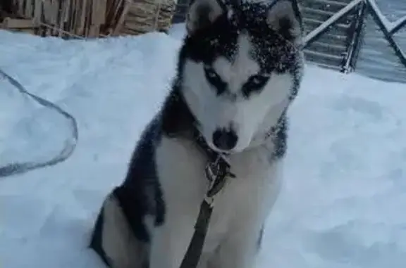 Пропала собака в Обнинске: Хаски черно-белого цвета, девочка, район Кинотеатра Мир.