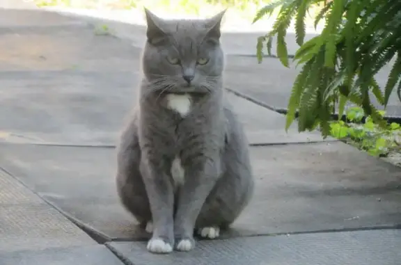 Найдена кошка с ошейником в Подольске
