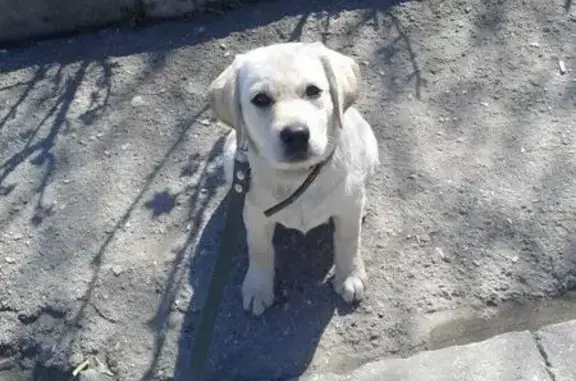 Пропала собака в Марьино, Республика Крым