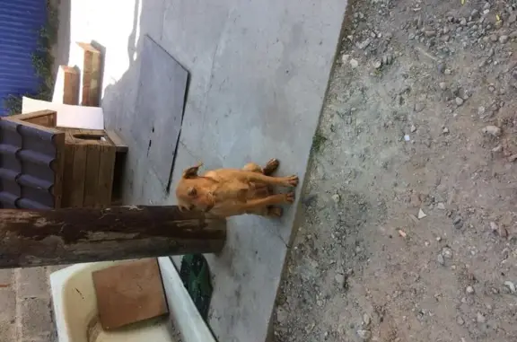 Найдена рыжая собака в Тамани