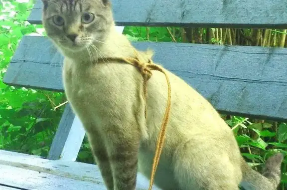 Пропал кот по адресу Расторгуево, Московская область