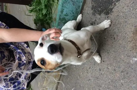 Найдена собака на Госпитальном Валу, Москва