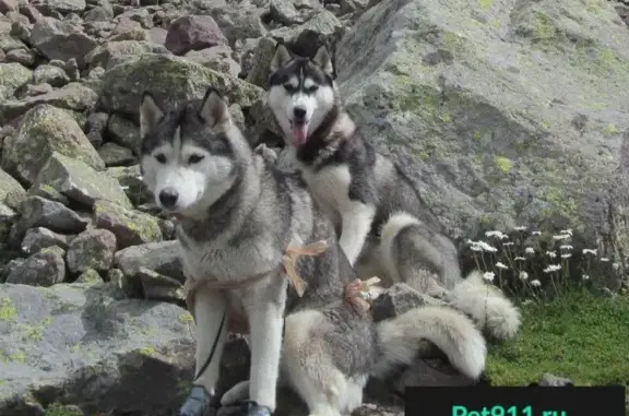 Пропали две собаки ХАСКИ в Ущелье Трусо, Грузия
