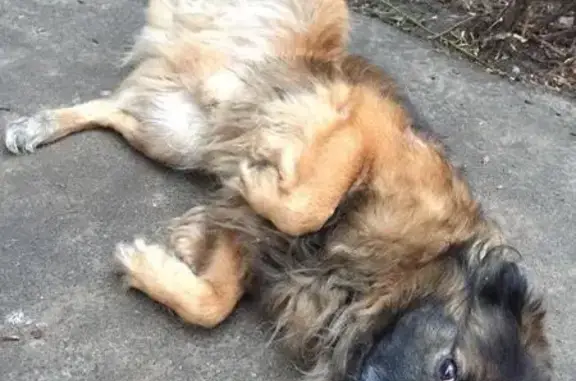 Пропала собака Мишка в г. Иваново, район Ташкентская-Радищева-Благова