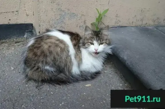 Потерянный кот на ул. Студеной 9