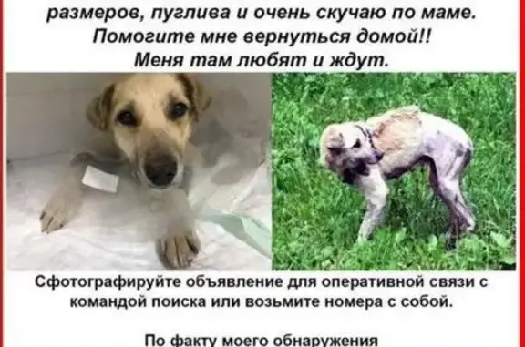 Пропала собака в Хорошево-Мневниках, Москва