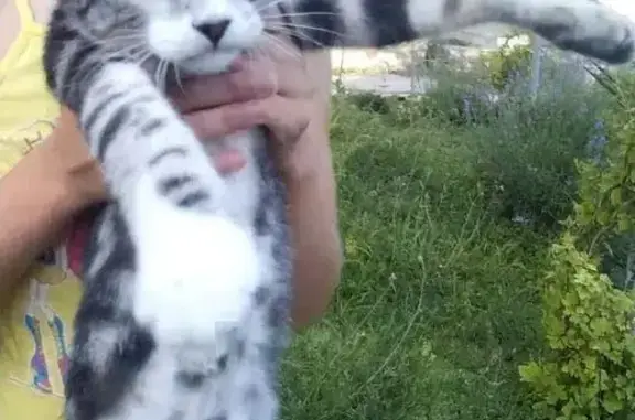 Кошки потеряшки, село Скалистое, фото: Потеряшка кот 