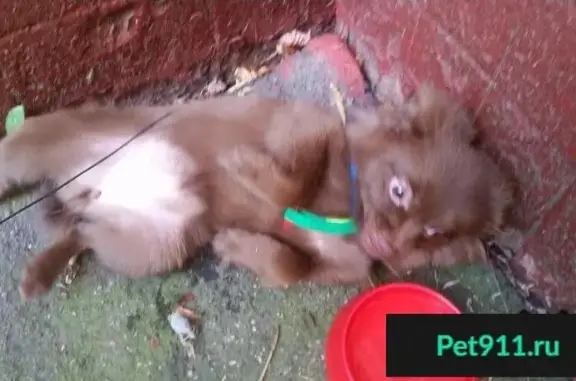 Найден щенок шпица в Кузьминках, Москва