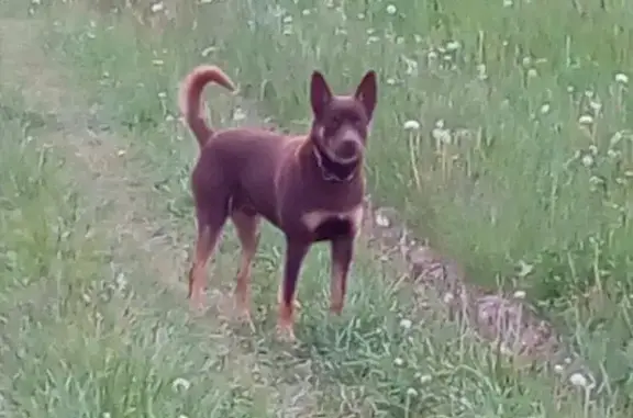 Пропала собака на севере Ясногорского района