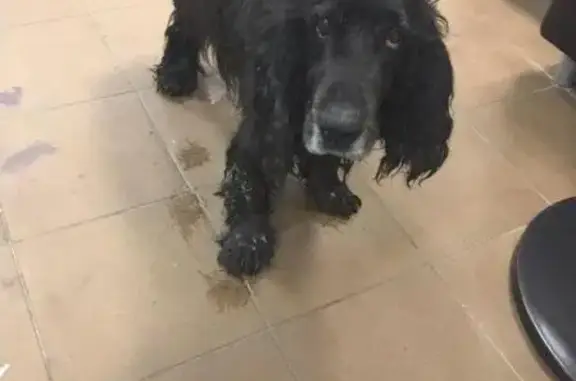 Найдена собака у остановки Родионово в Химках