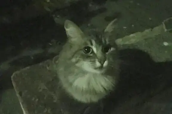 Найдена кошка в Раменском дворе