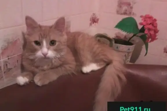 Кошки потеряшки, Саратов, фото: Потеряшка кот Вася в районе 2 Пентагон, Саратов