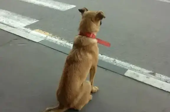 Собака найдена в Шереметьево, Москва