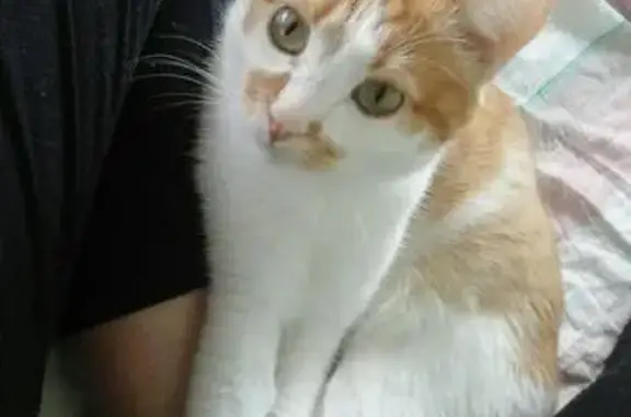 Кошки потеряшки, Любанское, фото: Потеряшка кошка в деревне Бородулино, Любань