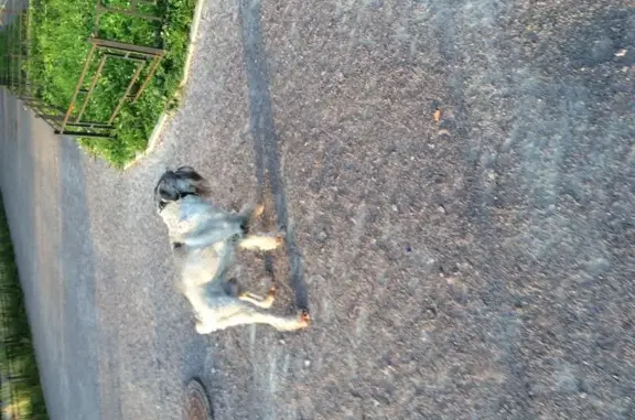 Собака с ошейником найдена в СПб, 1-й Предпортовый проезд.